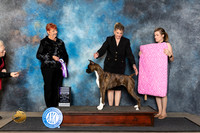 Boxer #42 Fri RWB Judge Roberta Rettick