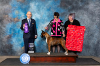 Boxer #52 Fri WB Judge Ken Buxton