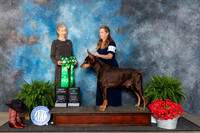 Doberman Pinscher #15 Fri AOM Judge Cynthia Woodward