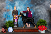 Doberman Pinscher #19 Fri BISS Judge Cynthia Woodward