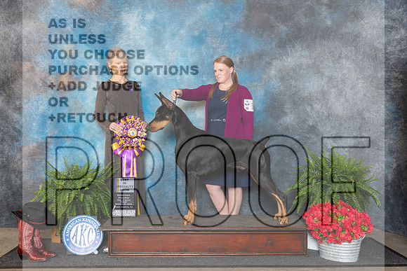 Doberman Pinscher #19 Fri BISS Judge Cynthia Woodward__JP_1620_FWKC_2024_HR3