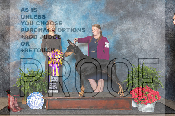 Doberman Pinscher #19 Fri BISS Judge Cynthia Woodward__JP_1619_FWKC_2024_HR3
