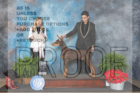 Doberman Pinscher #23 BISweeps Judge Hillary Zimmerman__JP_1675_FWKC_2024_HR3