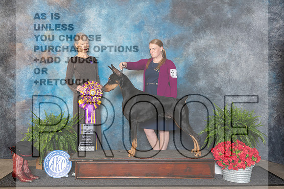 Doberman Pinscher #19 Fri BISS Judge Cynthia Woodward__JP_1621_FWKC_2024_HR3