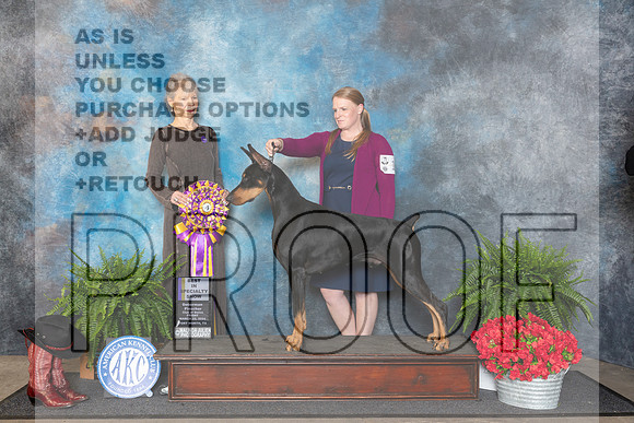 Doberman Pinscher #19 Fri BISS Judge Cynthia Woodward__JP_1622_FWKC_2024_HR3