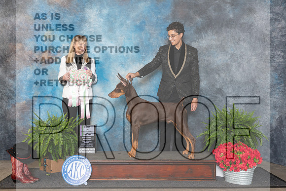 Doberman Pinscher #23 BISweeps Judge Hillary Zimmerman__JP_1677_FWKC_2024_HR3