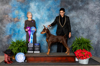 Doberman Pinscher #23 Fri BOW Judge Cynthia Woodward