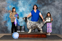 English Setter #11 Fri BOW Judge Conny Helms