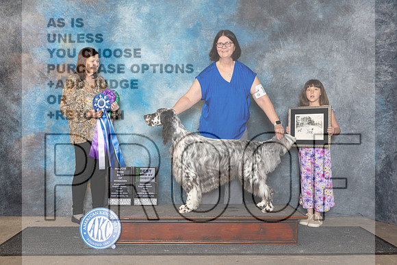 English Setter #11 Fri BOW Judge Conny Helms__JP_1997_FWKC_2024_HR3