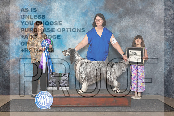 English Setter #11 Fri BOW Judge Conny Helms__JP_2001_FWKC_2024_HR3