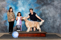English Setter #15 Fri SD Judge Conny Helms