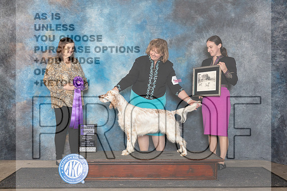 English Setter #18 Fri WB Judge Conny Helms__JP_1967_FWKC_2024_HR3