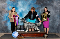 English Setter #20 Fri BISSOHBOB Judge Conny Helms