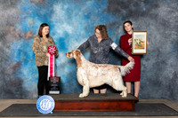 English Setter #23 Fri BOS Judge Conny Helms