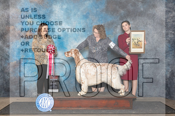 English Setter #23 Fri BOS Judge Conny Helms__JP_1971_FWKC_2024_HR3
