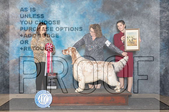 English Setter #23 Fri BOS Judge Conny Helms__JP_1973_FWKC_2024_HR3