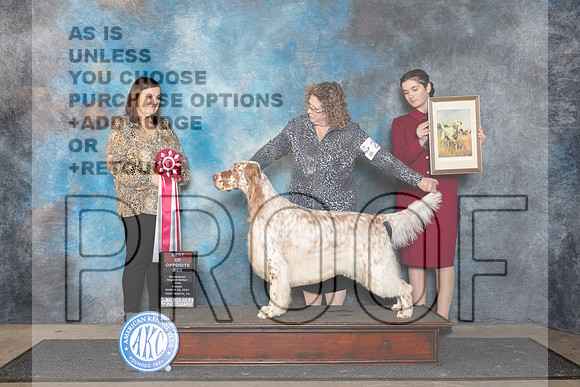English Setter #23 Fri BOS Judge Conny Helms__JP_1975_FWKC_2024_HR3