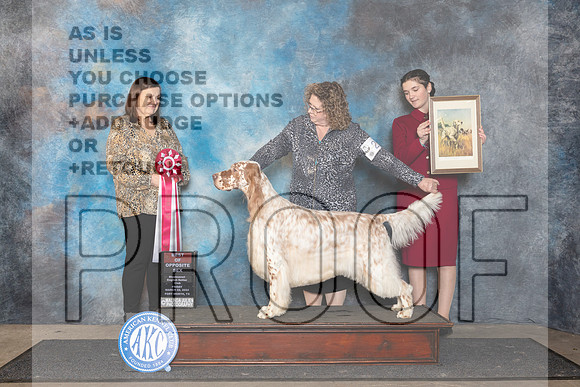 English Setter #23 Fri BOS Judge Conny Helms__JP_1976_FWKC_2024_HR3