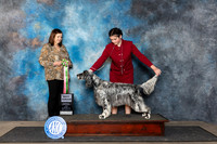 English Setter #J518 Fri BJ Judge Conny Helms