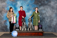 English Setter #J518 Fri Bjr RBJ Judge Conny Helms