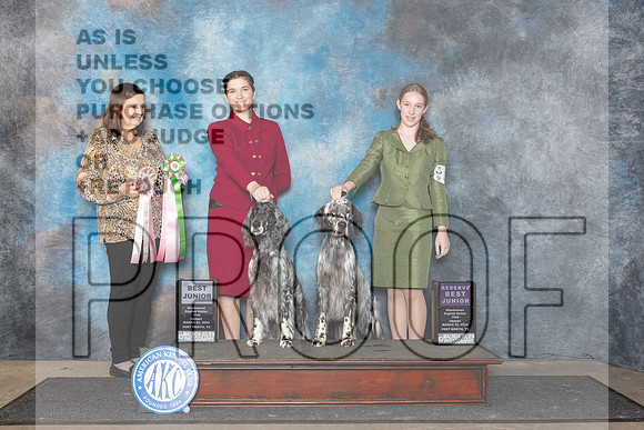 English Setter #J518 Fri Bjr RBJ Judge Conny Helms__JP_1986_FWKC_2024_HR3