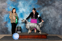 English Settter #21 Fri BV Judge Conny Helms