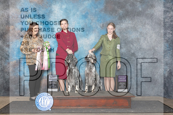 English Setter #J518 Fri Bjr RBJ Judge Conny Helms__JP_1988_FWKC_2024_HR3