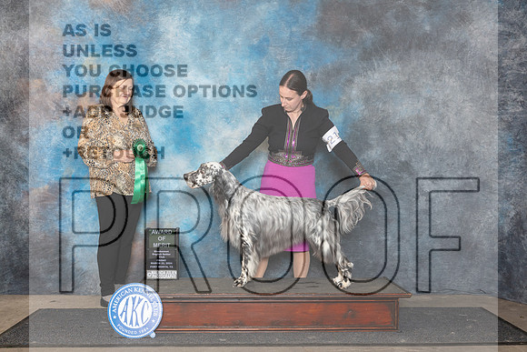 English Settter #21 Fri BV Judge Conny Helms__JP_1952_FWKC_2024_HR3