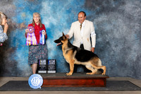 German Shepherd Dog #17 Fri BIss Judge Nancy Simmons