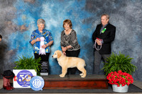 Golden Retriever #? Fri 4to6PBOS Judge Nancy Tolbott