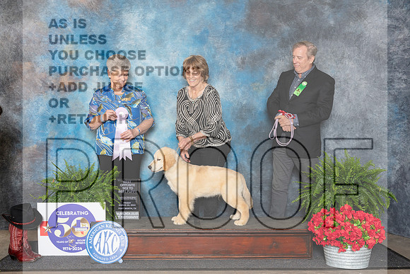 Golden Retriever #? Fri 4to6PBOS Judge Nancy Tolbott__JP_1728_FWKC_2024_HR3