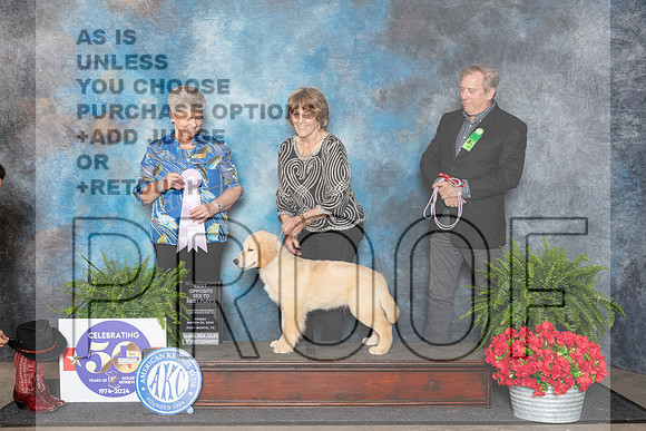 Golden Retriever #? Fri 4to6PBOS Judge Nancy Tolbott__JP_1727_FWKC_2024_HR3