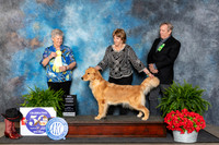 Golden Retriever #? Fri BBE3 Judge Nancy Tolbott