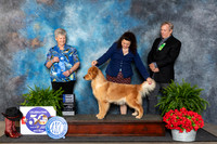 Golden Retriever #? Fri OP1 Judge Nancy Tolbott