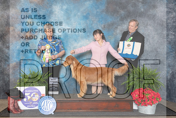Golden Retriever #0600 Fri BJr Judge Nancy Tolbott__JP_1656_FWKC_2024_HR3