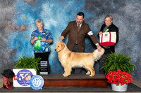 Golden Retriever #18 Fri BP Judge Nancy Tolbott