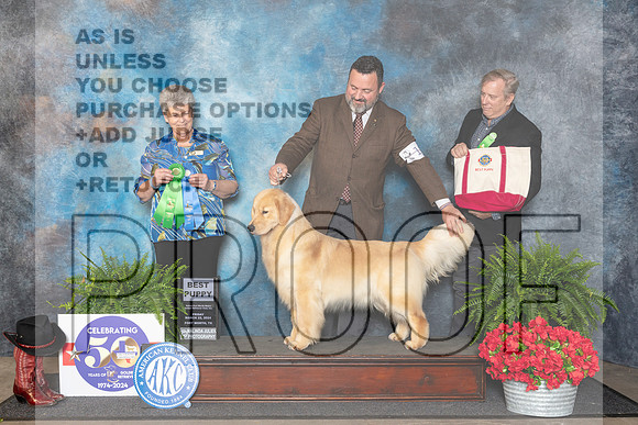 Golden Retriever #18 Fri BP Judge Nancy Tolbott__JP_1734_FWKC_2024_HR3