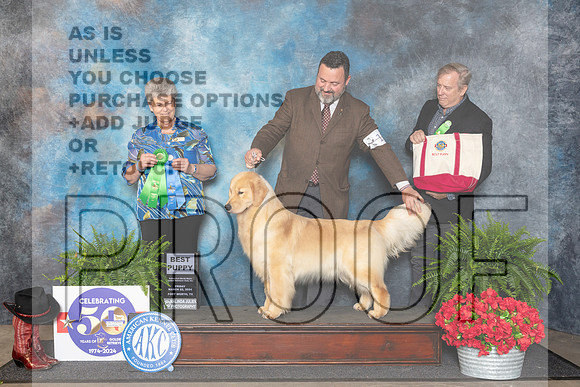 Golden Retriever #18 Fri BP Judge Nancy Tolbott__JP_1735_FWKC_2024_HR3
