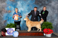 Golden Retriever #25 Fri AOM Judge Nancy Tolbott