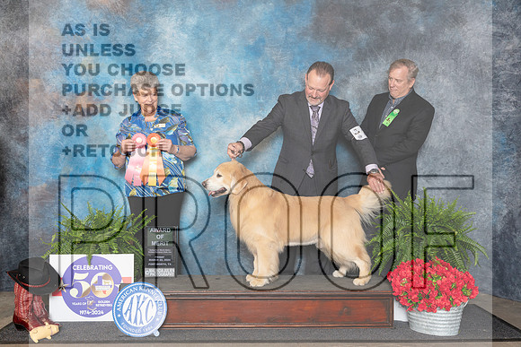 Golden Retriever #25 Fri AOM Judge Nancy Tolbott__JP_1693_FWKC_2024_HR3