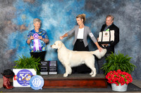 Golden Retriever #27 Fri RWD Judge Nancy Tolbott