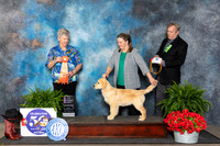Golden Retriever #30 Fri 4to61 Judge Nancy Tolbott