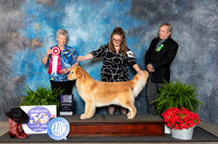 Golden Retriever #34 Fri BOS Judge Nancy Tolbott