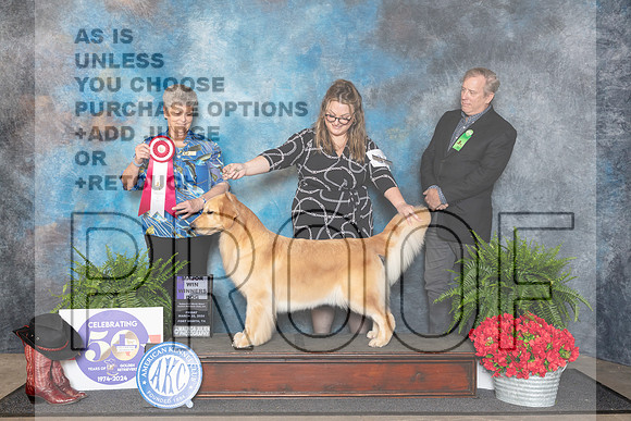 Golden Retriever #34 Fri BOS Judge Nancy Tolbott__JP_1666_FWKC_2024_HR3