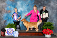 Golden Retriever #36 Fri RWB Judge Nancy Tolbott