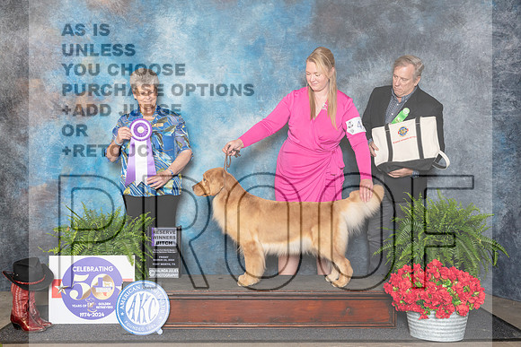 Golden Retriever #36 Fri RWB Judge Nancy Tolbott__JP_1704_FWKC_2024_HR3