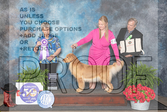 Golden Retriever #36 Fri RWB Judge Nancy Tolbott__JP_1707_FWKC_2024_HR3