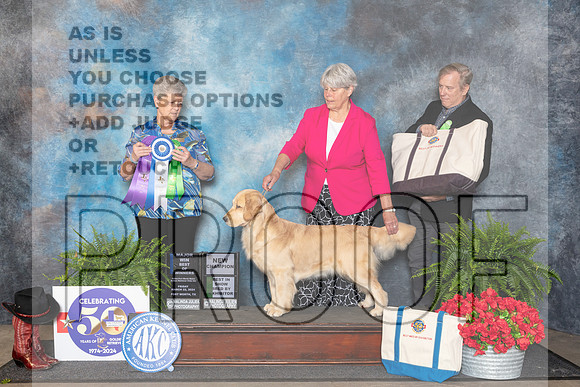 Golden Retriever #38 Fri BOW Judge Nancy Tolbott__JP_1757_FWKC_2024_HR3