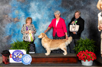 Golden Retriever #40 Fri BVet Judge Lynne Briggs