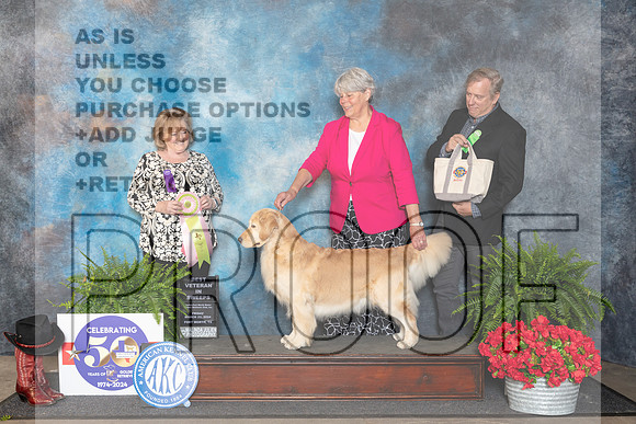 Golden Retriever #40 Fri BVet Judge Lynne Briggs__JP_1784_FWKC_2024_HR3